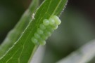 Eggs Of Some Kind Of Butterfly Or Moth